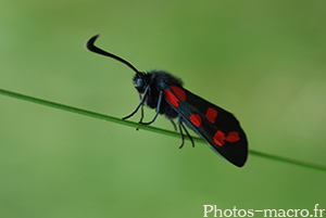 Zygaena transalpina